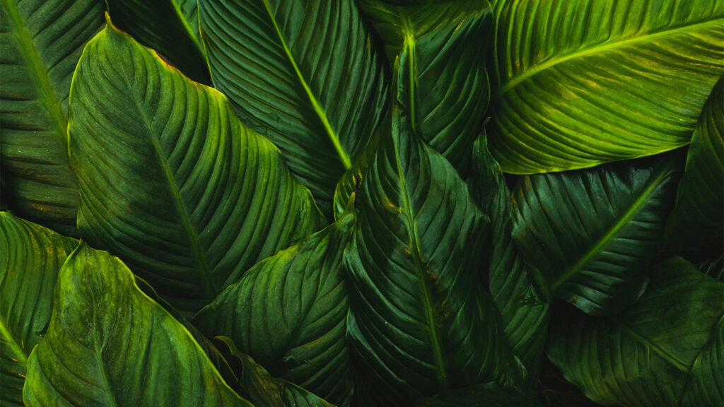 Macro close-up of lush deep emerald tropical leaves with intricate veins for desktop wallpaper