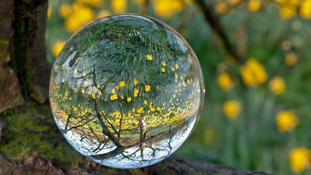 Captivating Greenery: Vibrant Yellow Blossoms Encased in Glass Sphere Wallpaper