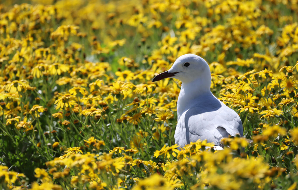 Hartlaub's Gull Amid Vibrant Yellow Flowers - Serene Nature Background Wallpaper