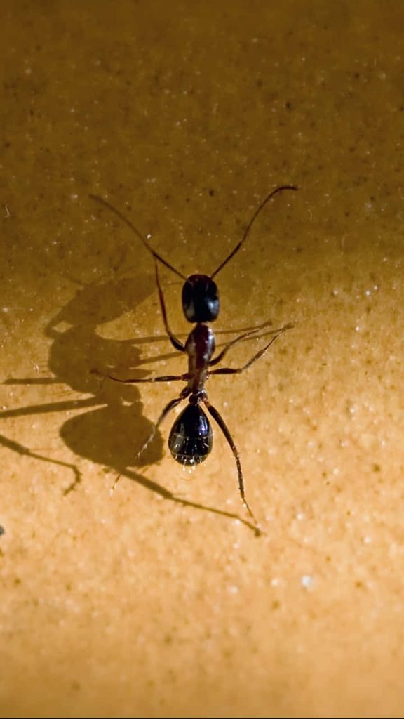 Close-up of dark Harvester Ant on textured sandy yellow surface with sharp shadow wallpaper
