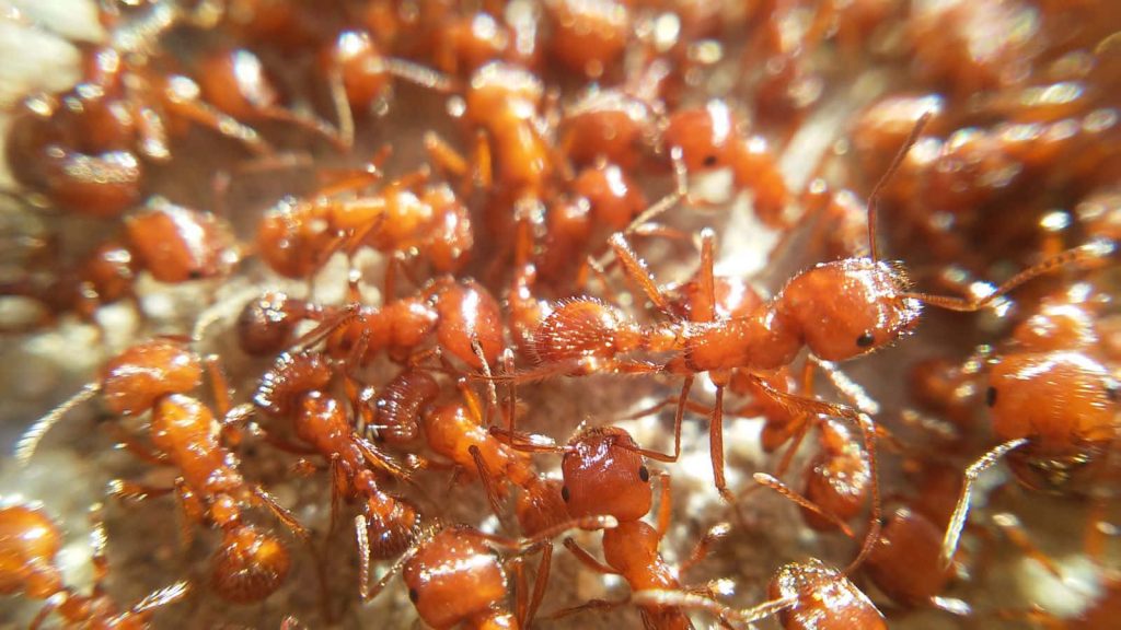 Macro closeup of glossy reddish-brown harvester ants on sandy soil in warm natural light wallpaper
