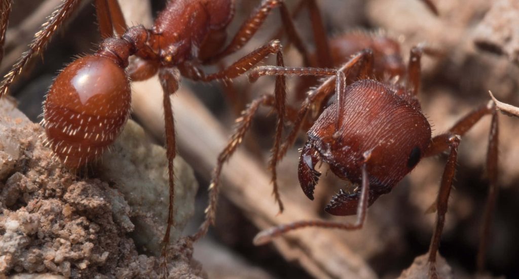 Close-up of reddish-brown Harvester Ants with prominent mandibles on rugged earthy terrain wallpaper