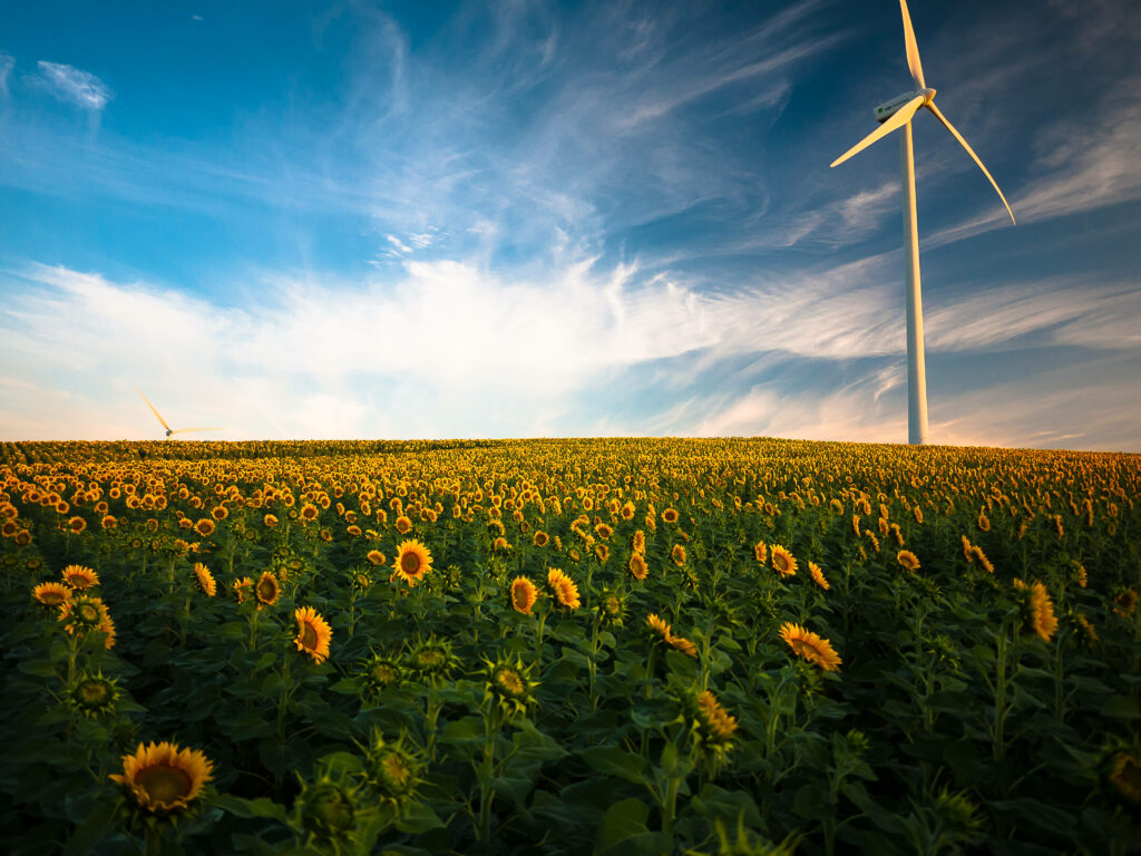 Harvesting Sunshine: Majestic Windmill in a Sunflower Oasis Wallpaper
