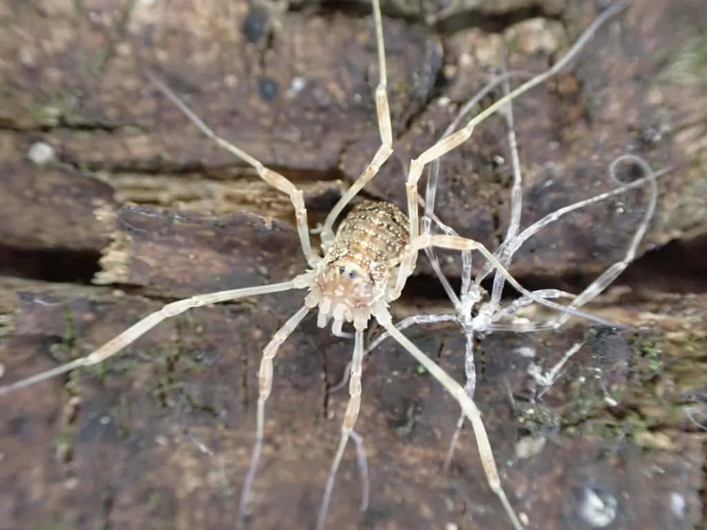 Macro photo of harvestman spider on dark textured wood bark detailed natural wallpaper background
