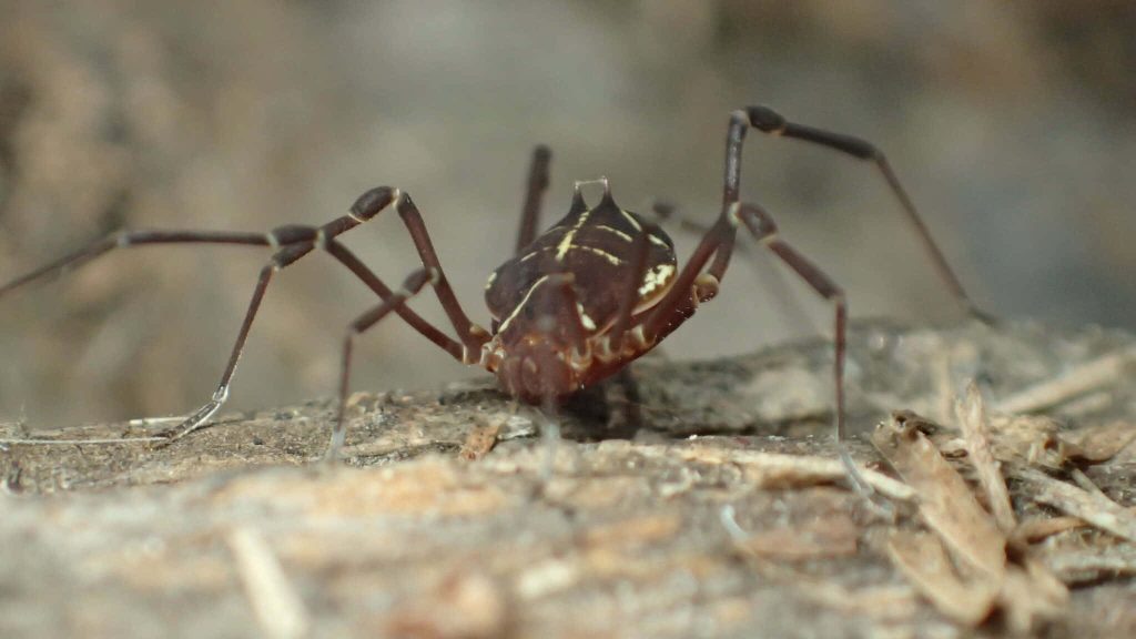 Macro photo of a harvestman spider walking on textured tree bark with soft natural light background Wallpaper