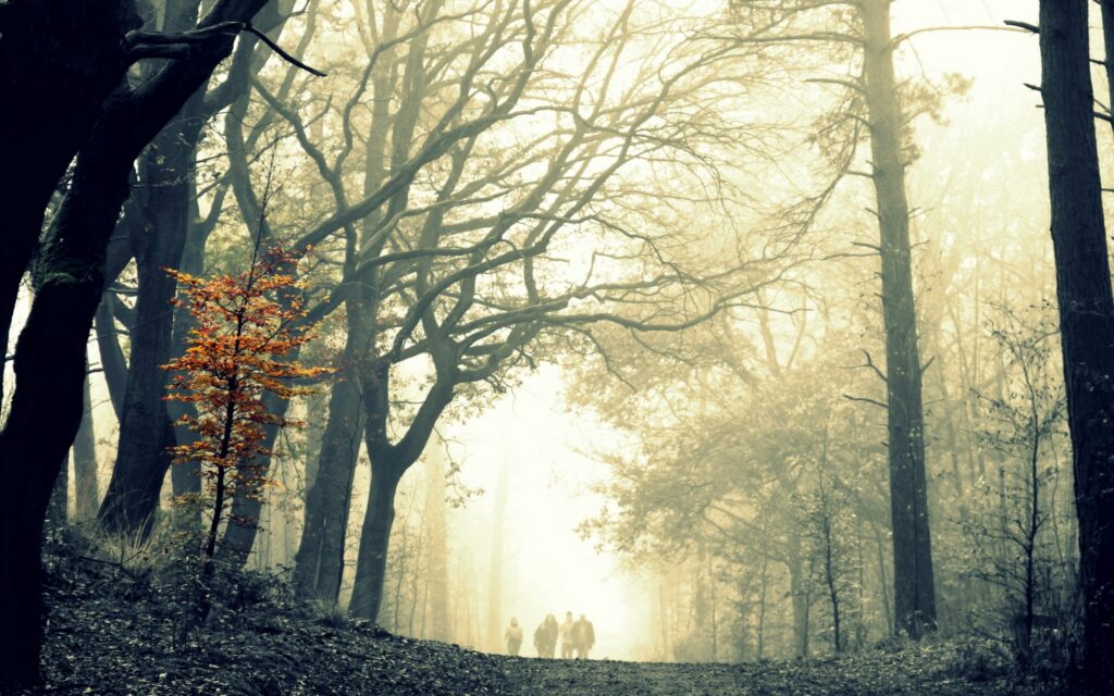 Dense fog in autumn forest with tall dark trees and a vibrant golden tree for wallpaper background