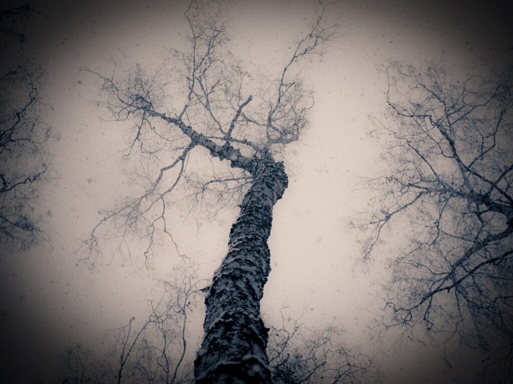 View from below a tall leafless tree with twisting branches against a gloomy overcast sky wallpaper