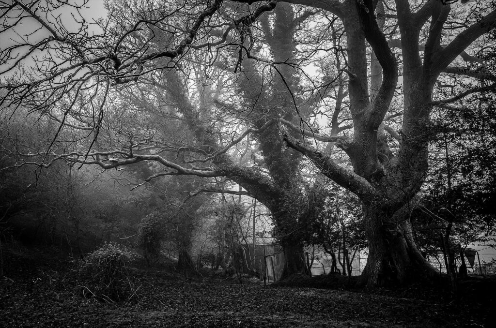 Eerie Misty Wallpaper: Ancient Tree Branches in Shadowy Darkness