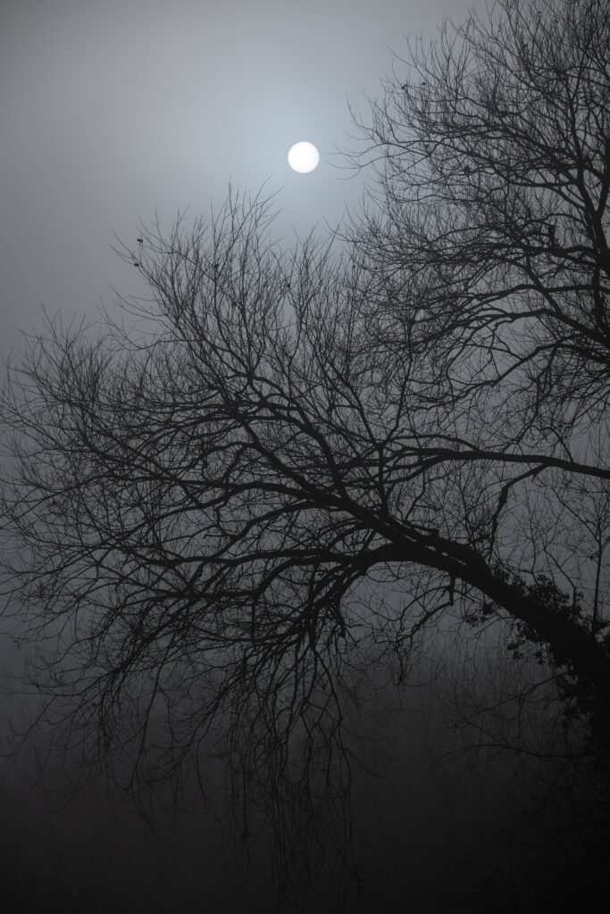 Haunting night scene with leafless tree silhouette under misty moonlit sky wallpaper background