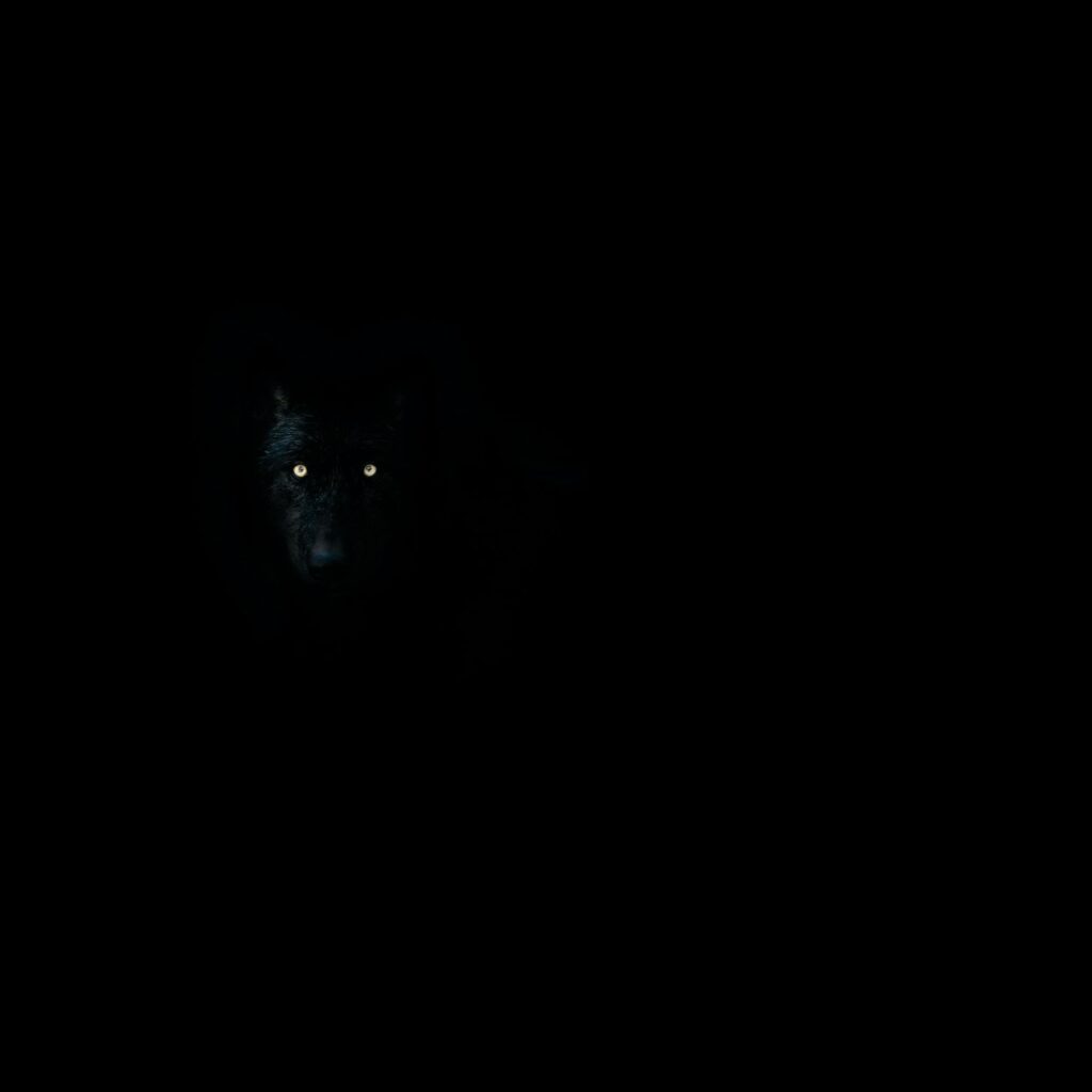 Haunting Wolf Wallpaper: Intense Gaze in Dark Wilderness