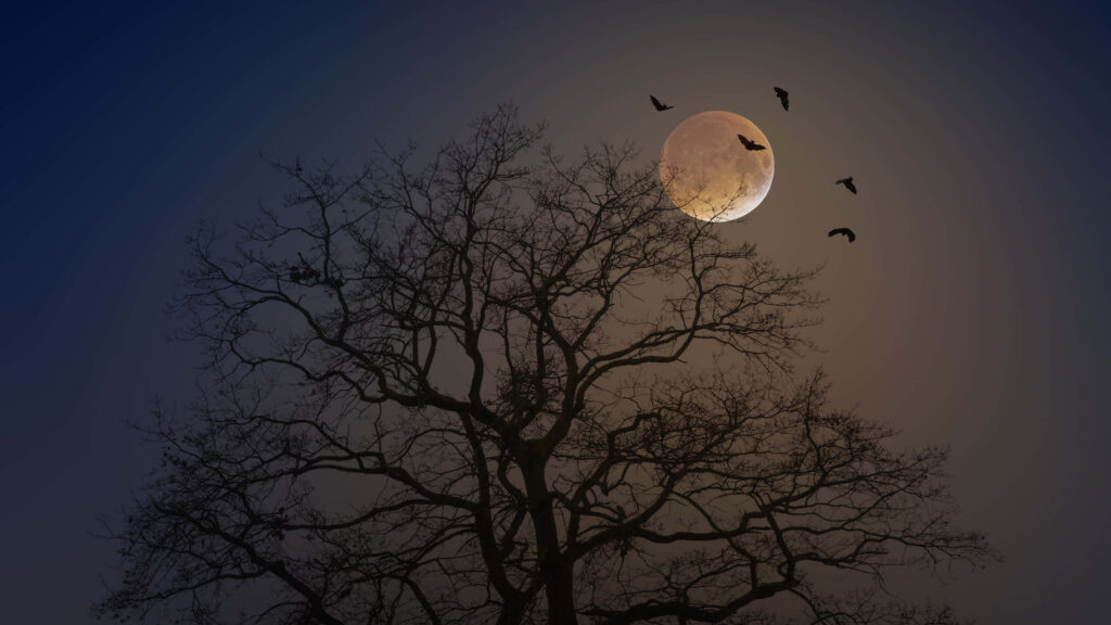 Spooky Full Moon and Leafless Tree Desktop Wallpaper