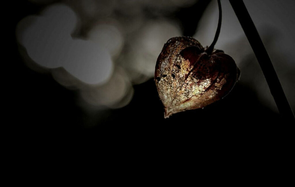Hauntingly Beautiful Heart-Shaped Bloom Wallpaper Background