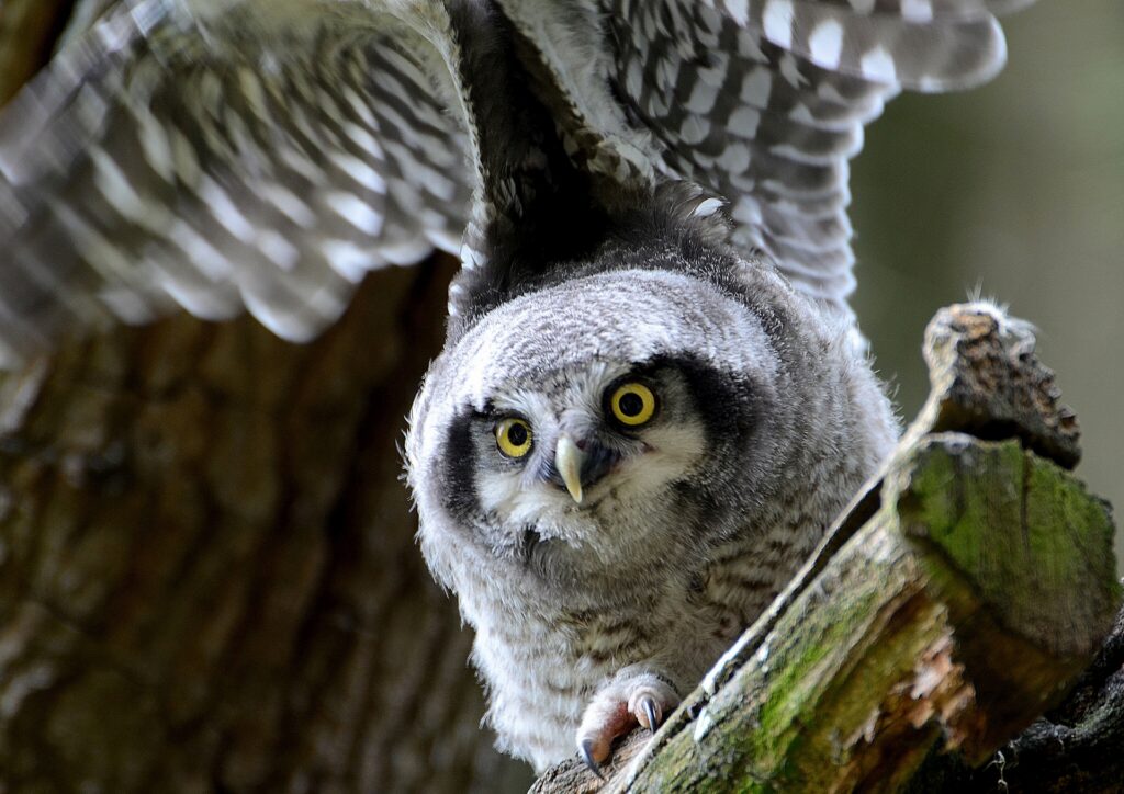 Stunning Hawk Owl Wallpaper: Intense Gaze & Detailed Plumage