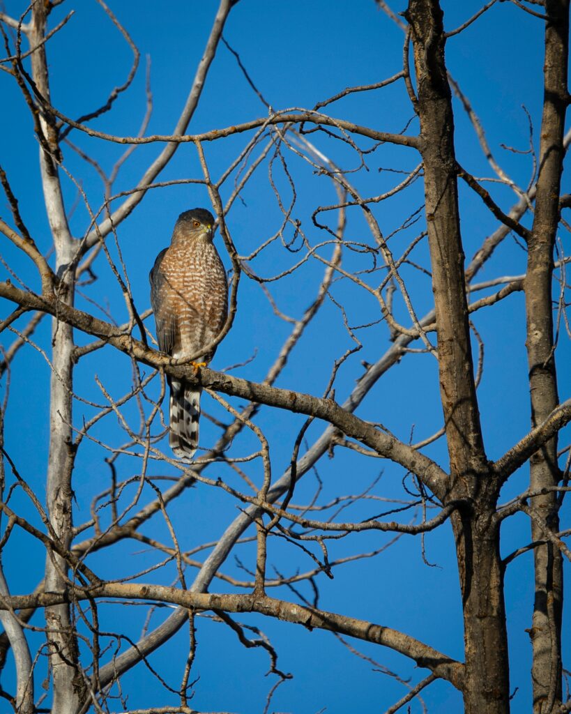 Hawk on Bare Tree Branches Against Clear Blue Sky Wallpaper