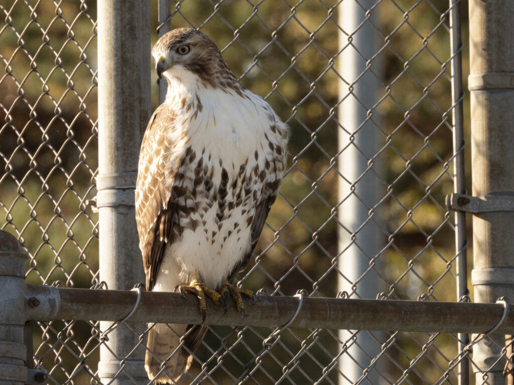 Hawk on Metallic Structure: Striking Image Against Chain-Link Fence Wallpaper