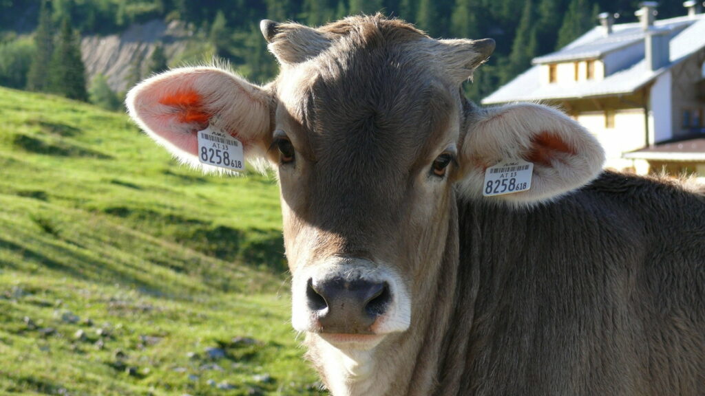 Close-Up of a Majestic Cow's Ear: Exquisite Macro Shot of Animals' Head in HD Wallpaper Background