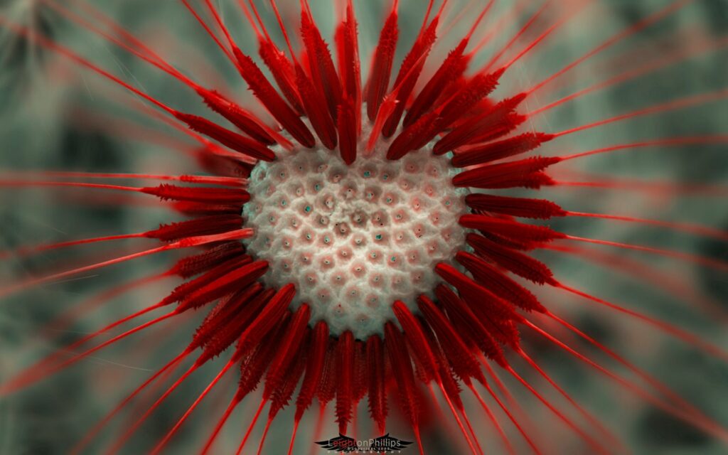 Heart-Shaped Dandelion Seeds Wallpaper Background | Intricate Design