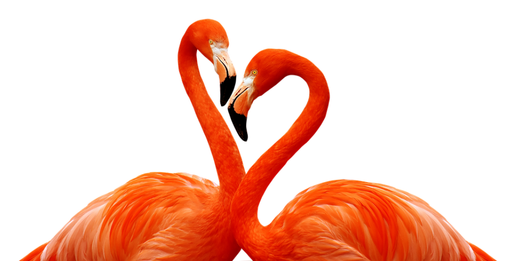 Vibrant Flamingos Heart Intertwined in Colorful Love Wallpaper