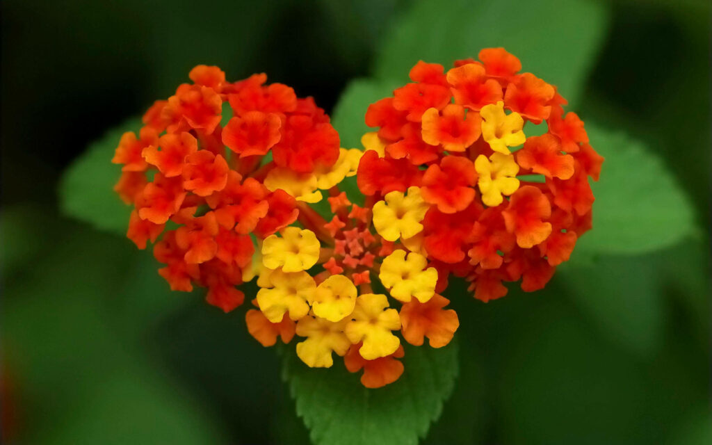 Heart-Shaped Cluster of Red & Yellow Flowers on Lush Green Background Wallpaper