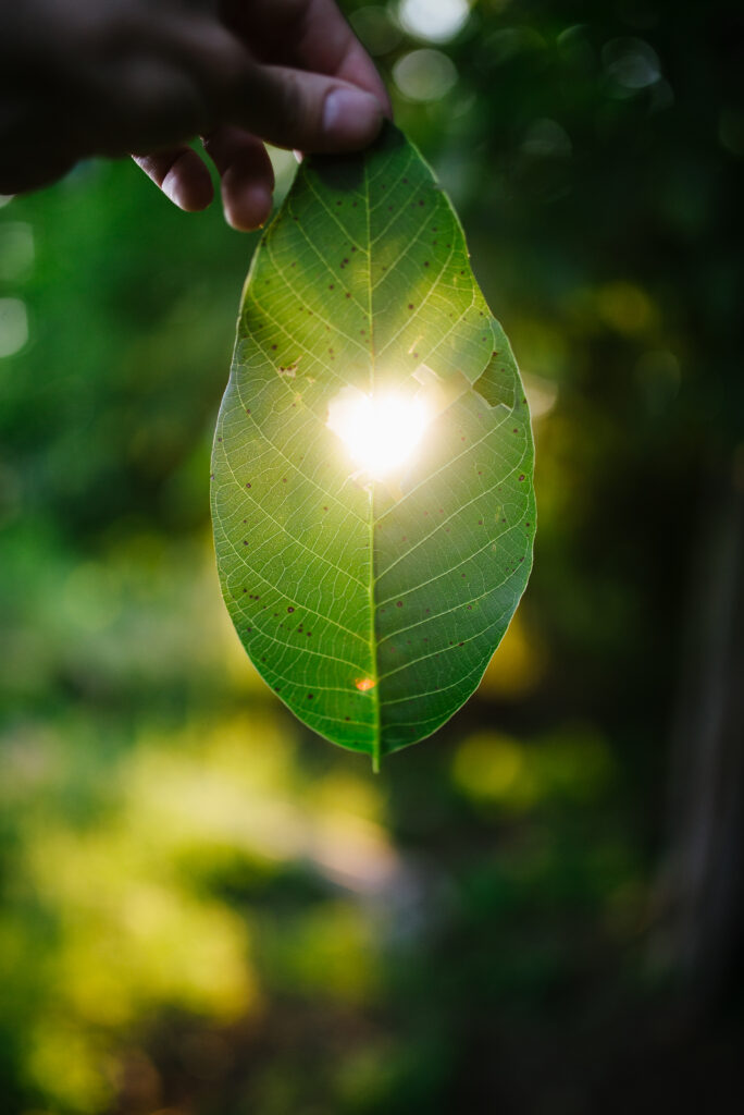 Heart-Shaped Leaf Close-Up: Sunlight & Nature Wallpaper Background