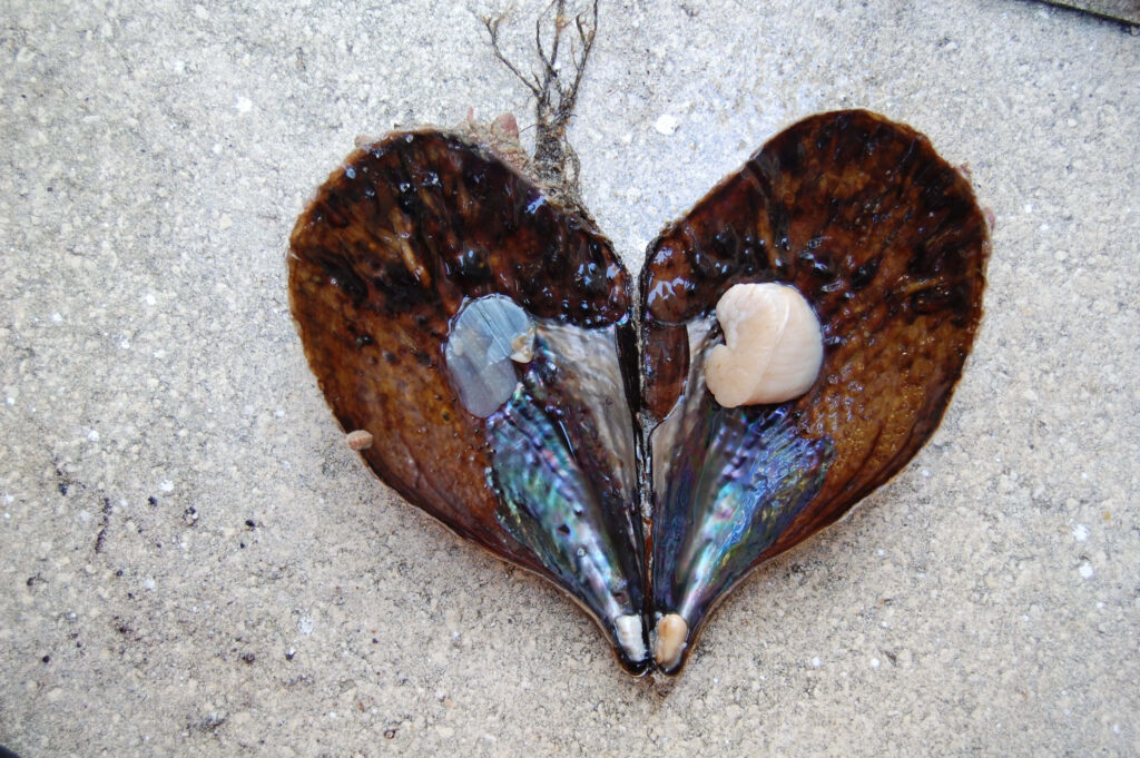Heart-shaped pen shell open on sand showing natural texture and beauty wallpaper background