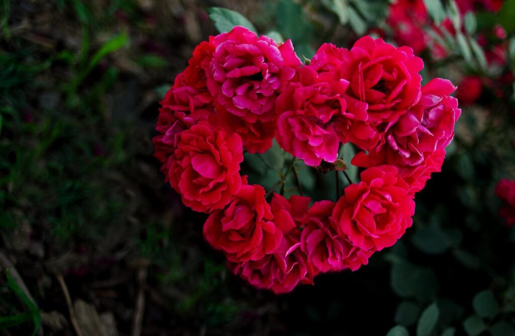 Romantic Heart-Shaped Red Roses Wallpaper on Green Background
