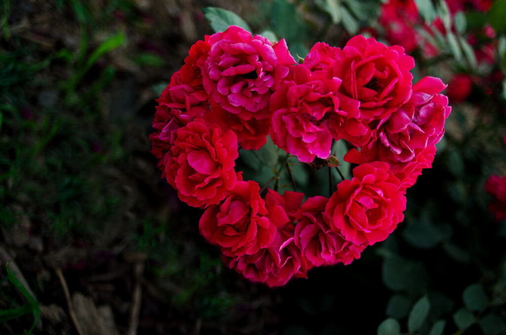 Vibrant Red Roses Wallpaper: Heart-Shaped Beauty on Green Background