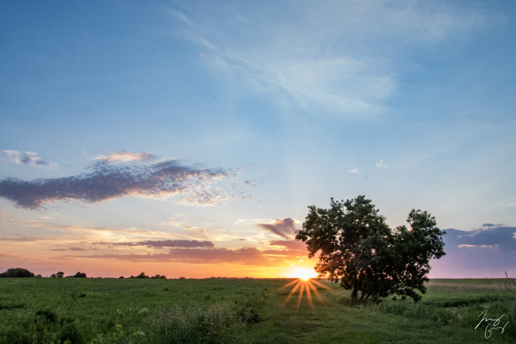 Heart-shaped tree in green field at sunset with colorful sky and soft drifting clouds wallpaper