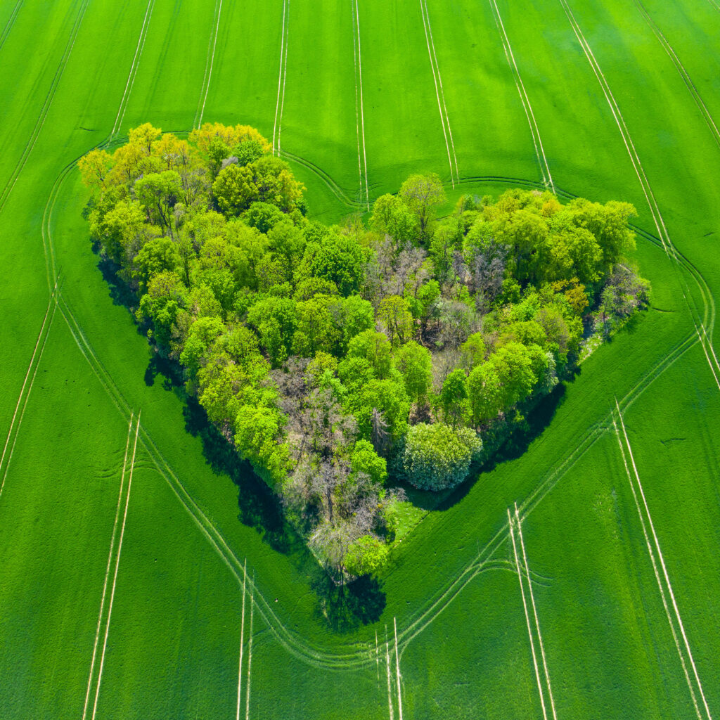 Heart-Shaped Green Tree Wallpaper: Stunning Nature Background