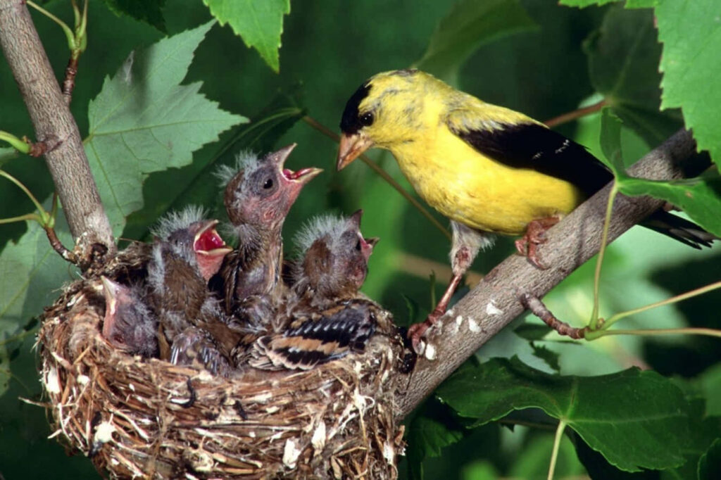 Serene American Goldfinch Mother with Chirping Chicks Wallpaper