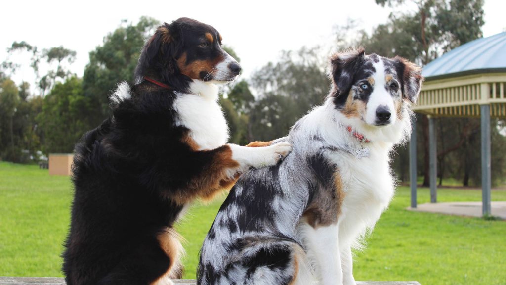 Tri-color Australian Shepherd resting paw on blue merle friend in lush green park wallpaper