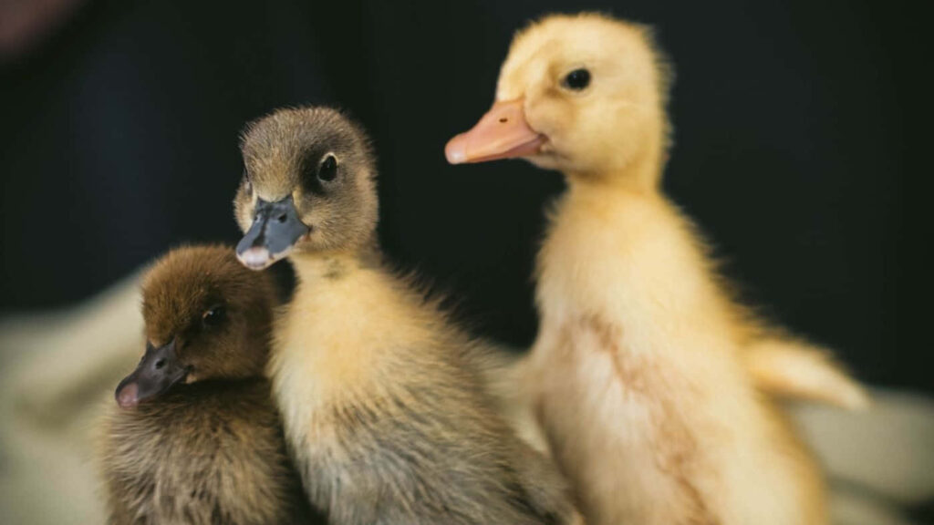 Heartwarming Wallpaper of Adorable Fluffy Baby Ducks Huddled Together