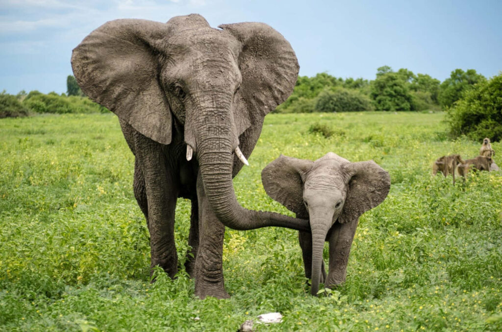 Heartwarming Baby Elephant with Parent in Lush Green Wallpaper