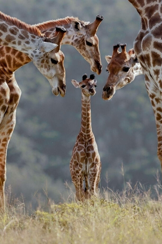 Heartwarming Baby Giraffe Family Scene Wallpaper in Nature