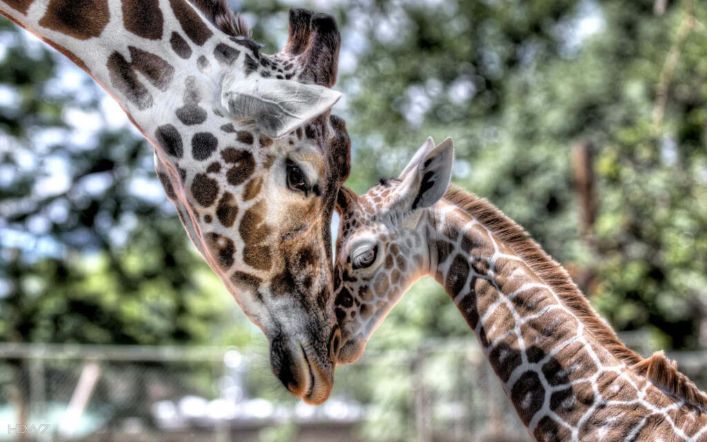 Baby Giraffe Nuzzling Mom in Lush Background - Tender Bond Wallpaper