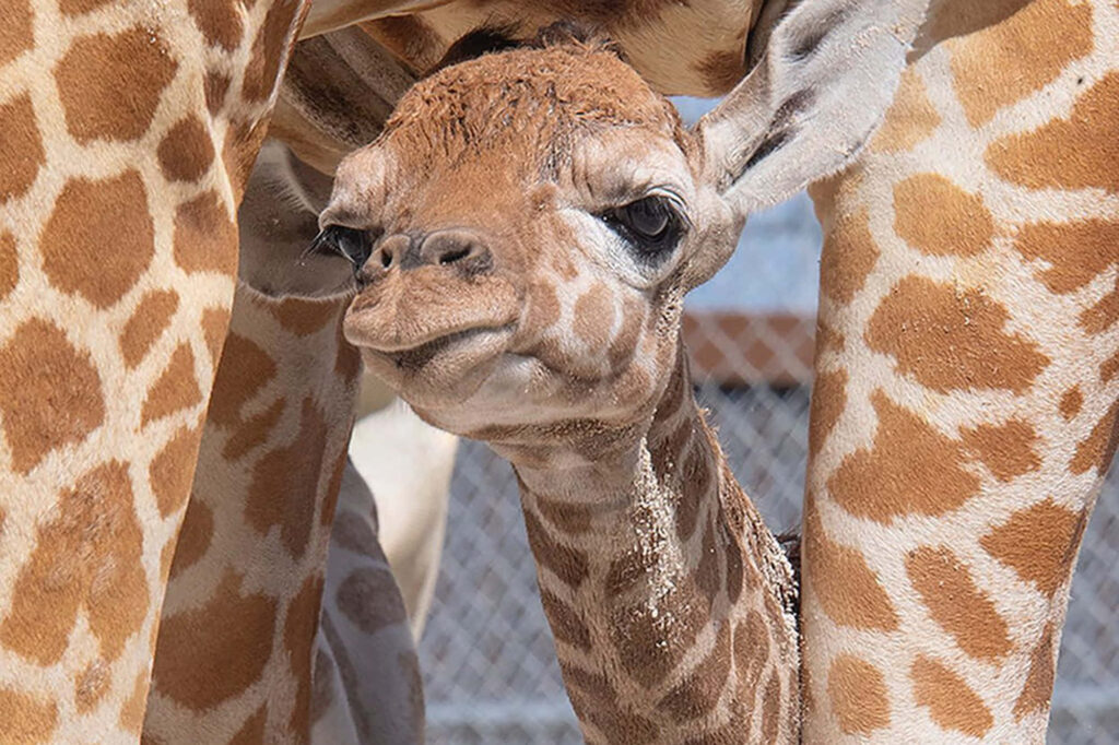 Heartwarming Baby Giraffe and Mother: Serene Wildlife Wallpaper