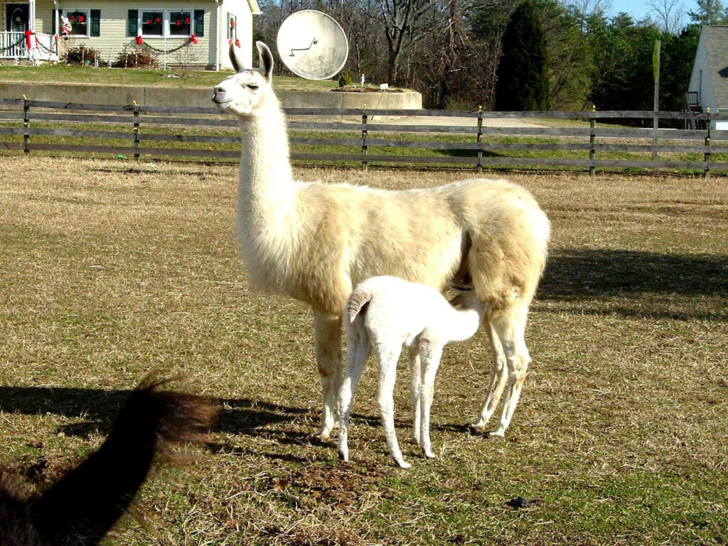 Heartwarming Baby Llama Nursing in Tranquil Countryside Wallpaper