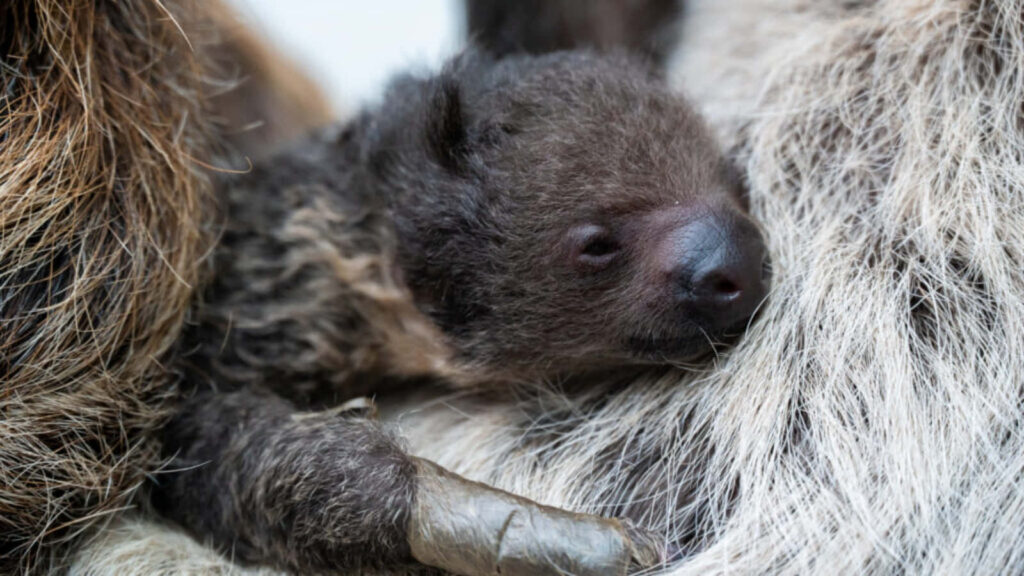 Baby Sloth Snuggles with Mom: A Heartwarming Wildlife Bond Wallpaper