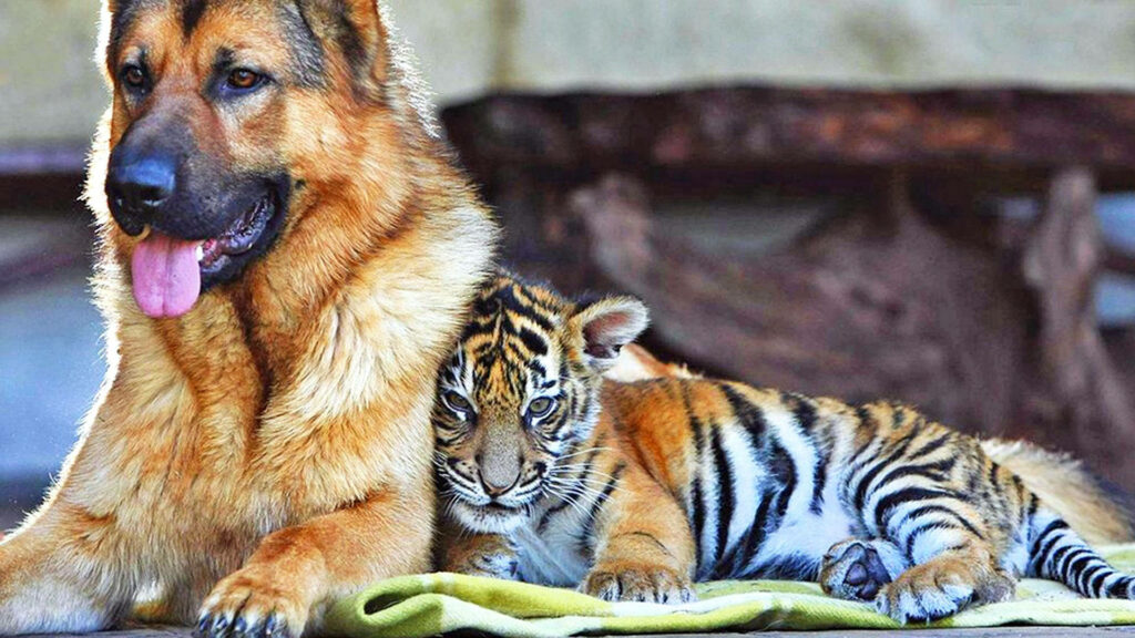 Touching Friendship: Baby Tiger Cuddles German Shepherd Wallpaper