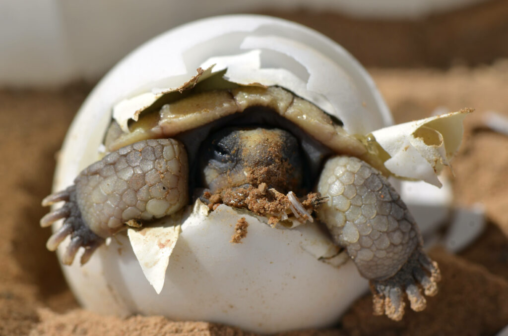 New Beginnings: Baby Tortoise Emerging from Egg Wallpaper