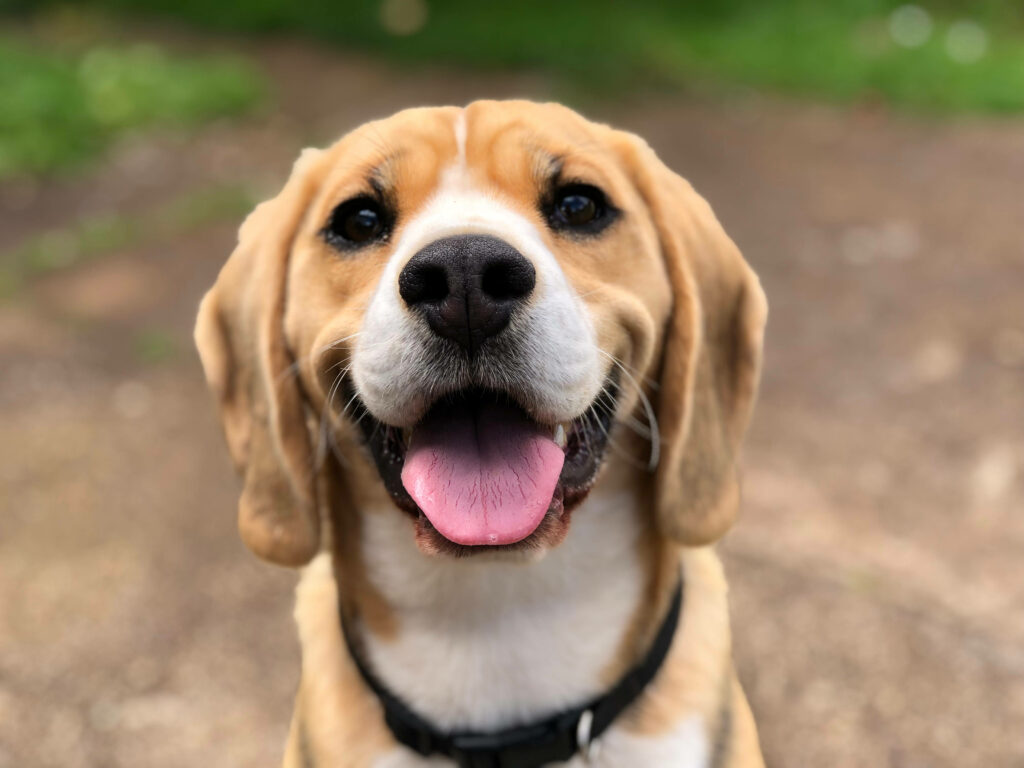 Happy Beagle Wallpaper: Adorable Furry Face with Lush Background