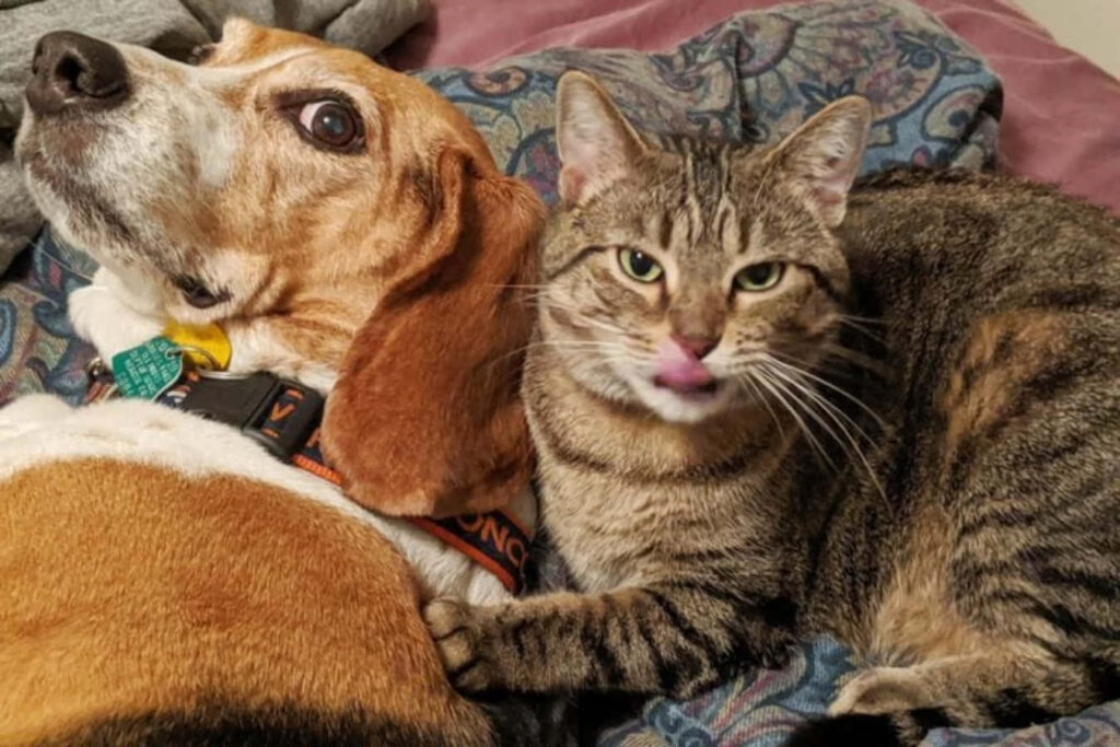 Beagle and Tabby Cat Cuddle: Adorable Friendship on a Blanket Wallpaper