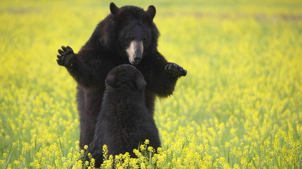 Bears in Vibrant Yellow Flowers: A Heartwarming Nature Scene Wallpaper