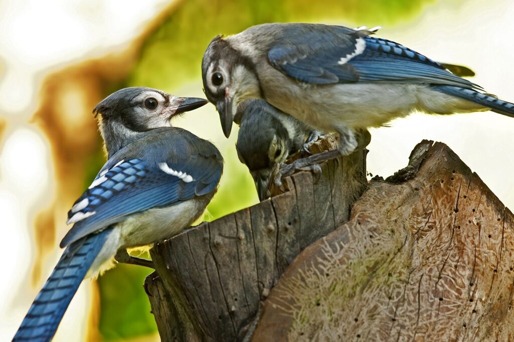 Heartwarming Bird Couple with Chick: Family Nature Wallpaper