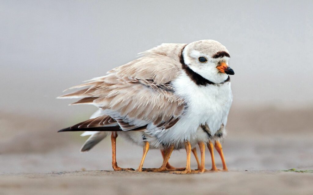 Heartwarming Bird Family Wallpaper - Tender Bond on Sandy Surface