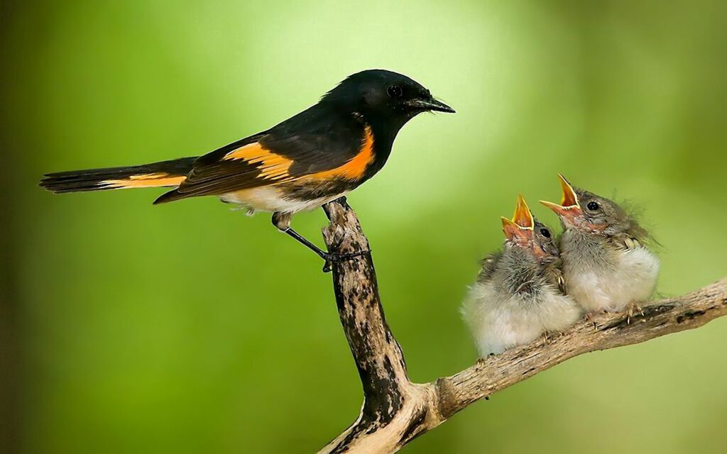 Heartfelt Bird Nest Scene: Caring Parent and Chicks in Nature Wallpaper