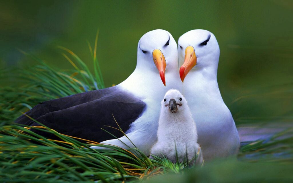 Heartwarming Birds Nesting Wallpaper: Vibrant 1920x1200 Background