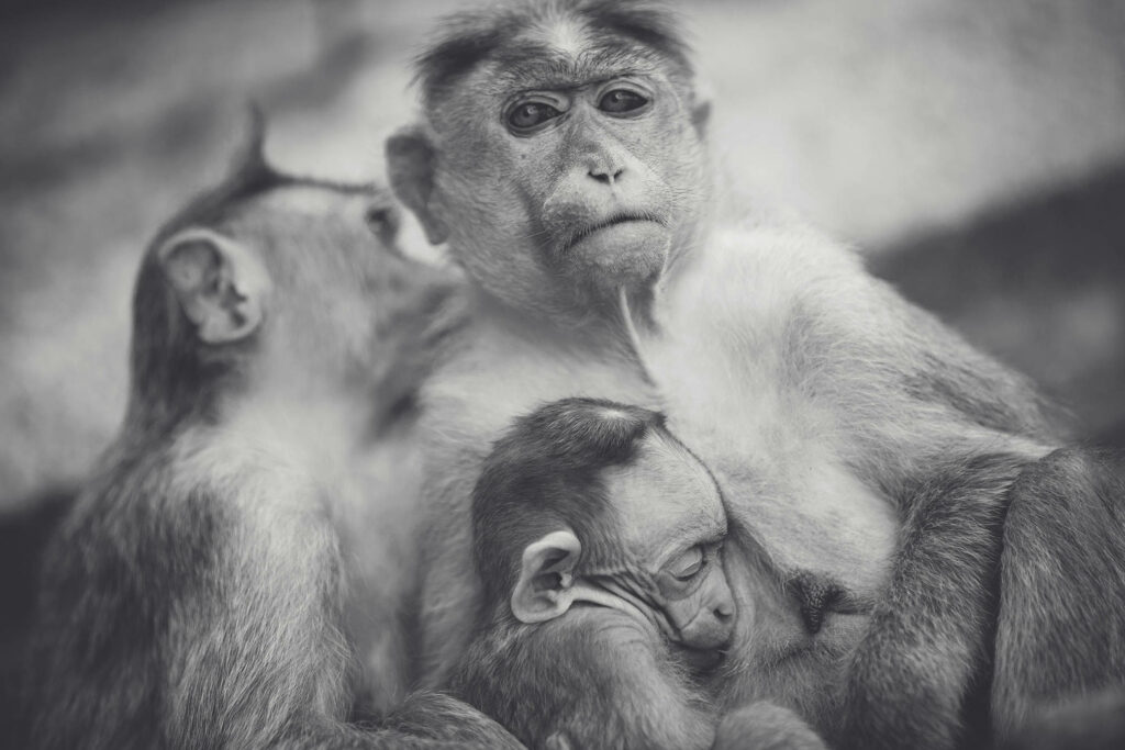 Touching Monkey Family Embrace - Black & White Wallpaper
