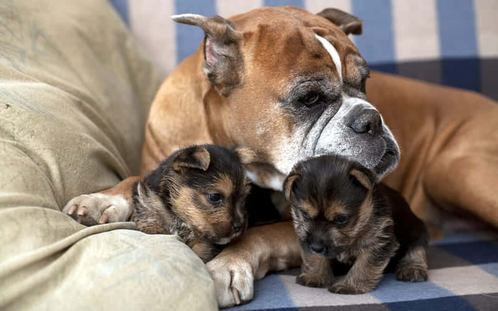 Heartwarming Boxer Dog Cuddles with Adorable Puppies on Cozy Blanket Wallpaper