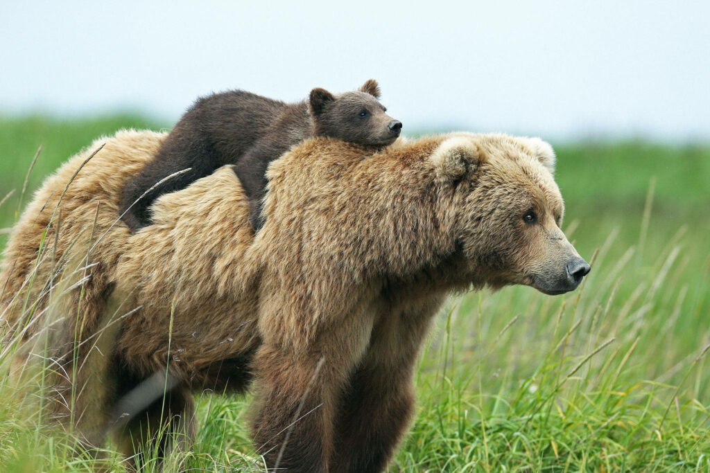 Brown Bear Cub Rides Parent in Lush Green Landscape: Heartwarming Moment Wallpaper